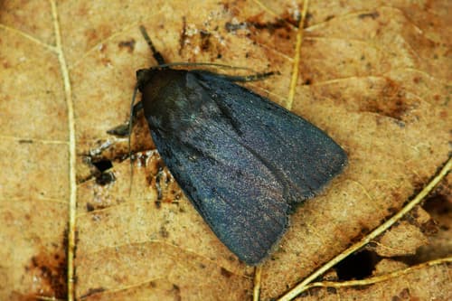 Amphipyra livida