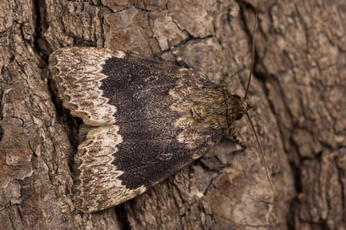 Perflua Copper Underwing