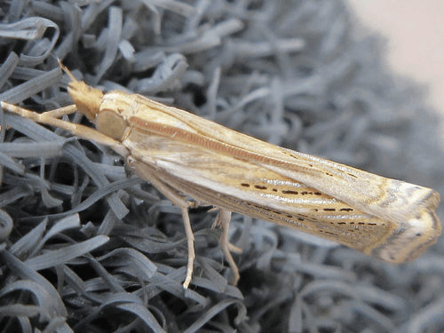 Japanese Grass-veneer