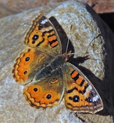 Andean buckeye
