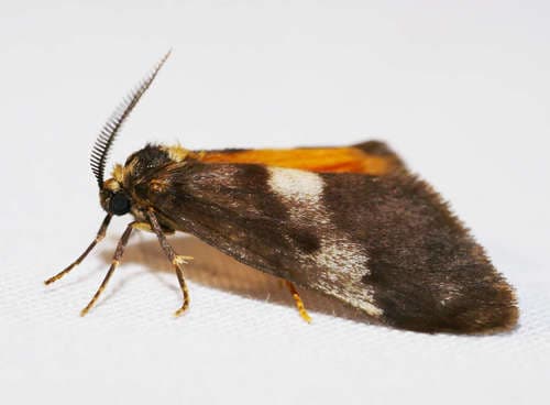 No common name found