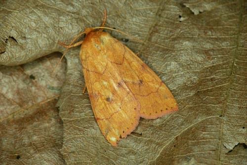 Angle-striped Sallow