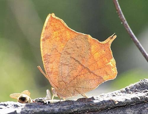 Angled Leafwing