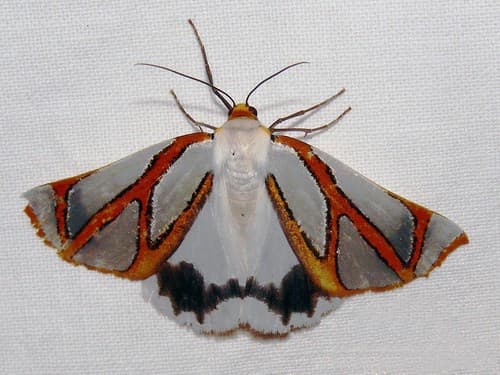 Angled Satin Moth