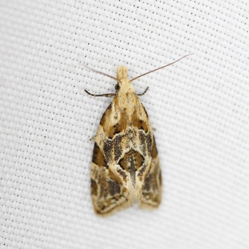 Angular Aethes Moth