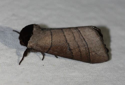 Angus' Datana Moth