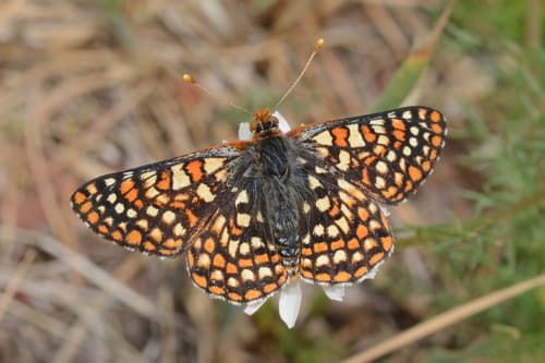 Anicia Checkerspot