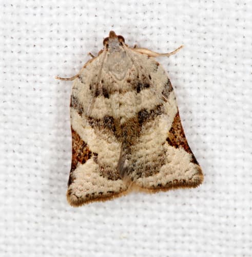 Similar Anisogona Moth