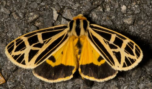 Anna Tiger Moth