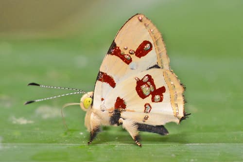 Formosus Metalmark