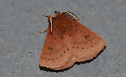 Ferruginous Anthelid Moth