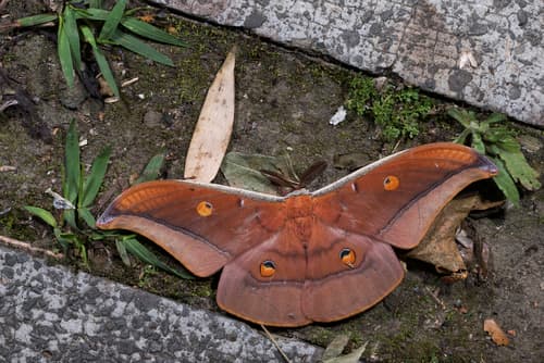 Formosan Atlas Moth