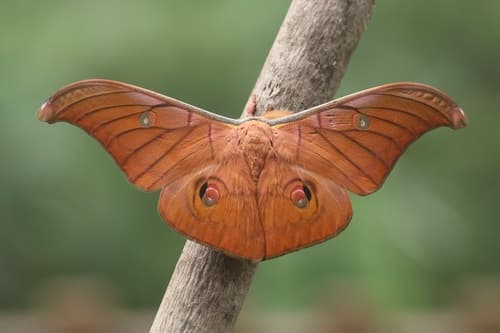 Helfer's Atlas Moth