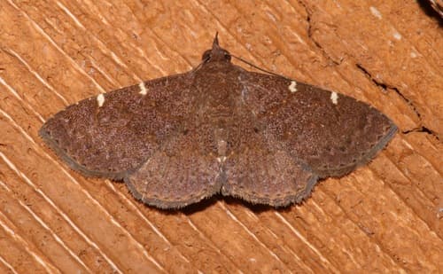 No widely recognized common name