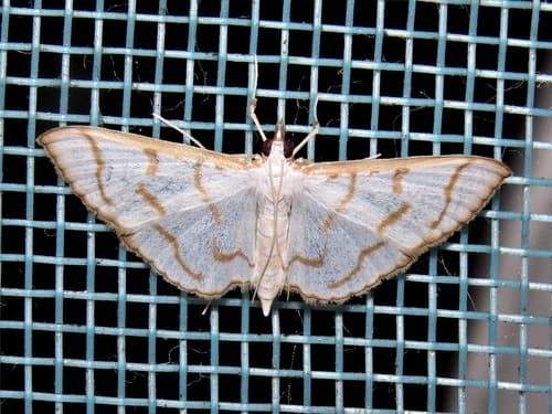 Sesame Leafroller Moth