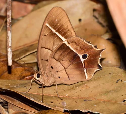 Philaretes Brown Owl
