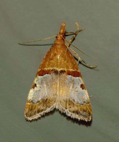 Antiscopa epicomia moth