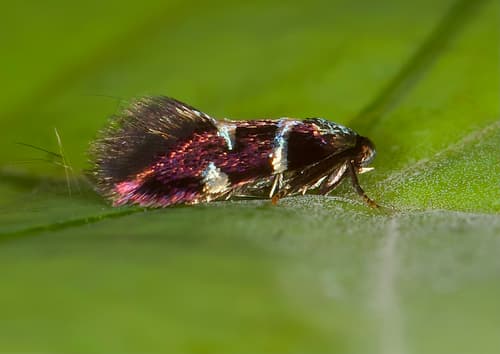 Freeman's Antispila Moth
