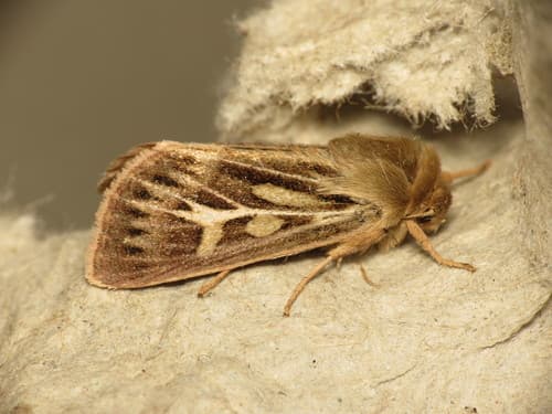 Antler Moth