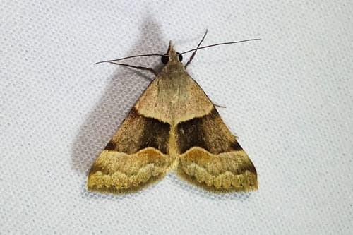 Anvil-wing Moth