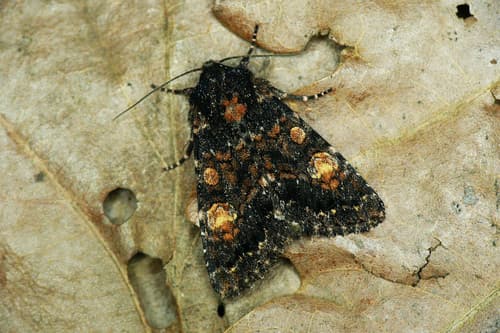 Reddish Light Arches