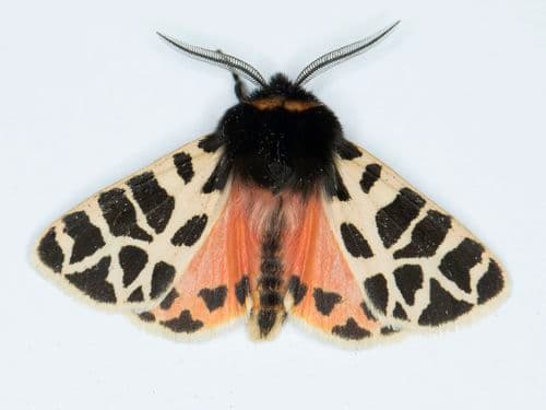Hulst's Tiger Moth