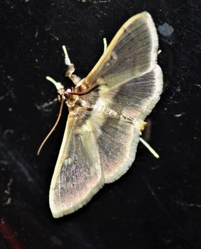 No widely recognized common name