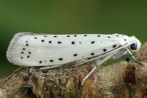 Apple Ermine