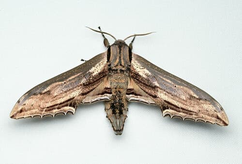 Apple Hawkmoth
