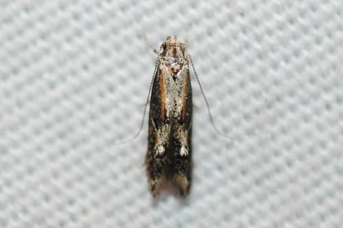 Apple Pith Moth