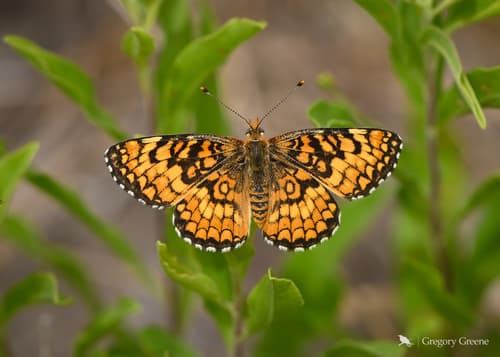 Arachne Checkerspot