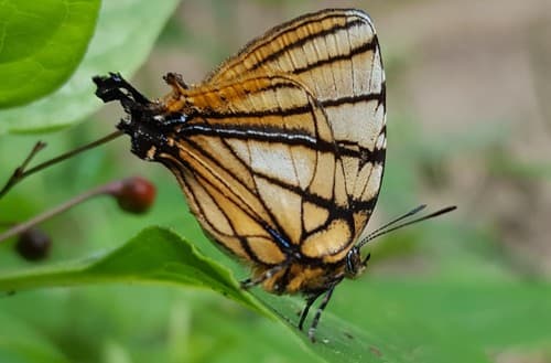 Meliboeus Hairstreak
