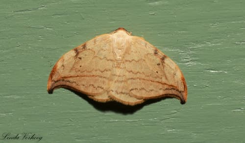 Arched Hooktip Moth