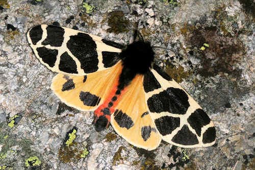 Yellow Tiger Moth
