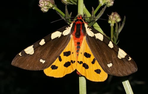Great Tiger Moth