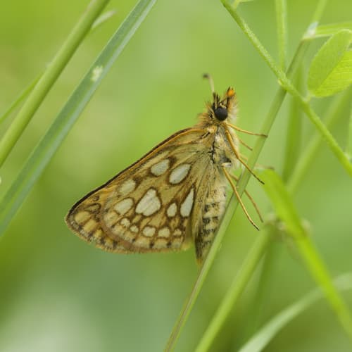 Arctic Skipper