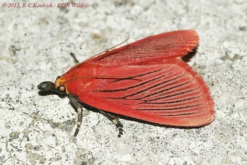 Arctioblepsis rubida