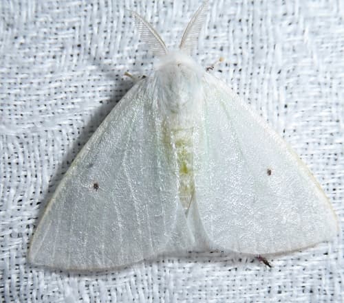 Swan Moth