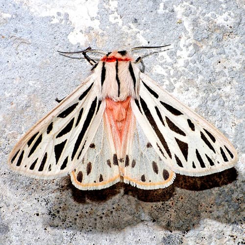 Arge Moth
