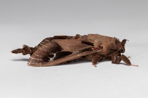 Argentine Bagworm