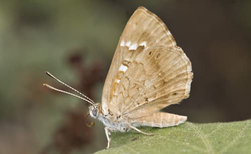 Indistinct Metalmark