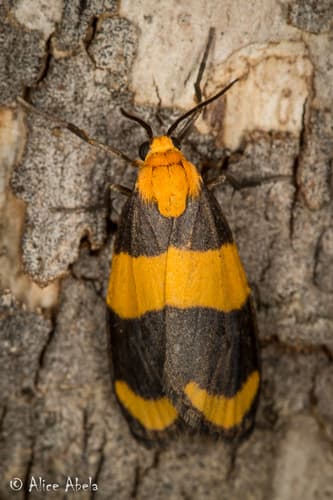 Arid Eudesmia Moth