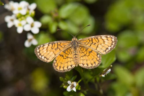 Arizona Checkerspot