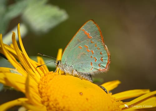 Arizona Hairstreak