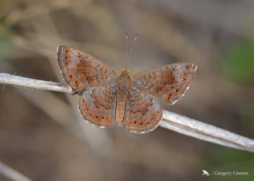 Arizona Metalmark