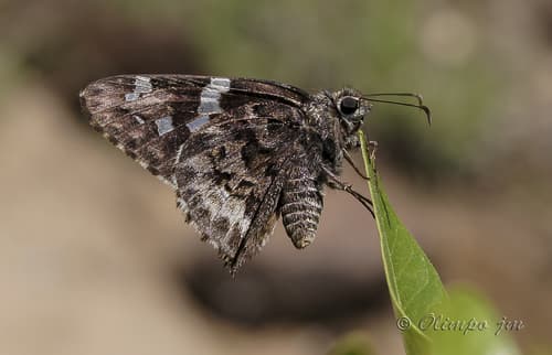 Arizona Skipper