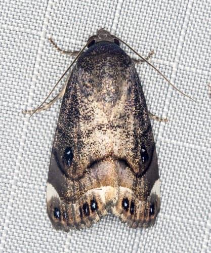 Armactica columbina