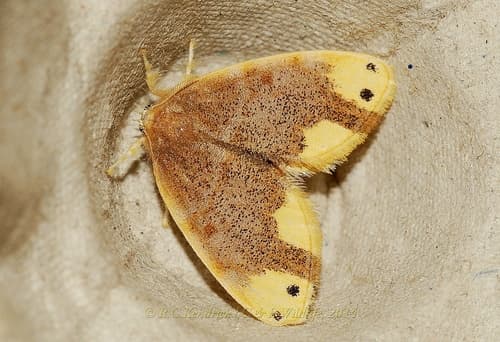 Two-spotted Tussock Moth
