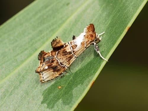 Arrade leucocosmalis