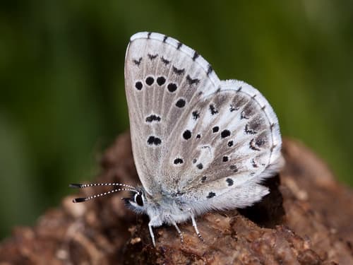 Arrowhead Blue